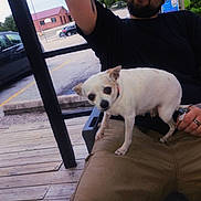 Taco is registered to the contest to win money with this photo: animal, black_shirt, car, casual_clothing, daytime, dog, holding_object, khaki_pants, man, outdoor, parking_lot, person, pet, porch, sitting, small_dog, tattooed_arms, tattoos, white_dog, wooden_floor