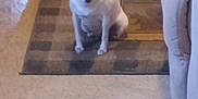 Taco is registered to the contest to win money with this photo: animal, canine, carpet, companion, couch, cozy, dog, domestic, floor, furniture, home, household, indoor, pet, relaxed, rug, sitting, small_dog, vent, white_dog