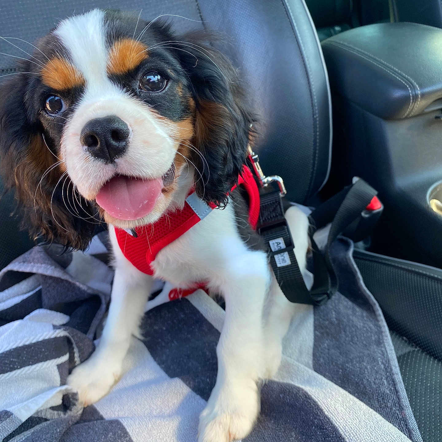Viko participe au concours pour gagner de l'argent avec cette photo : accessories, animal, belt, blanket, canine, car, car_interior, carseat, cockerspaniel, cushion, dog, homedecor, hound, papillon, pet, puppy, strap, sunglasses, transportation, vehicle