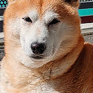 Kyoto a rejoint le concours — aidez-le/la à gagner de superbes lots ! animal, brown, canine, close_up, cute, daylight, dog, ears, face, fur, nose, outdoor, pet, portrait, relaxed, resting, shiba_inu, sunlight, whiskers, white