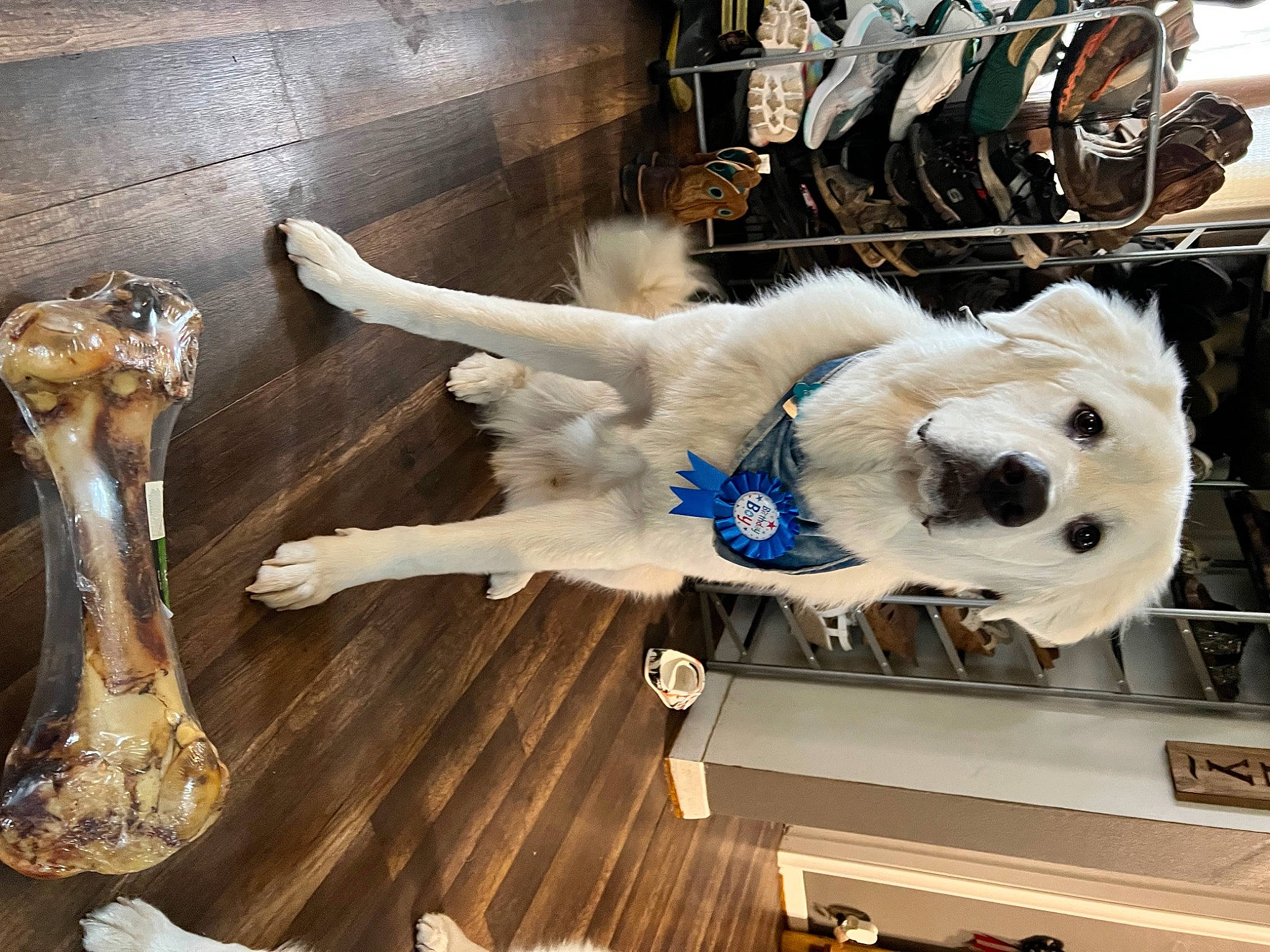 Beau joined the competition — help win amazing prizes! canidae, carnivore, collar, companion_dog, dog, dog_breed, fashion_accessory, fawn, felidae, flooring, fur, hardwood, metal, paw, room, small_to_medium_sized_cats, sporting_group, stuffed_toy, tail, wood