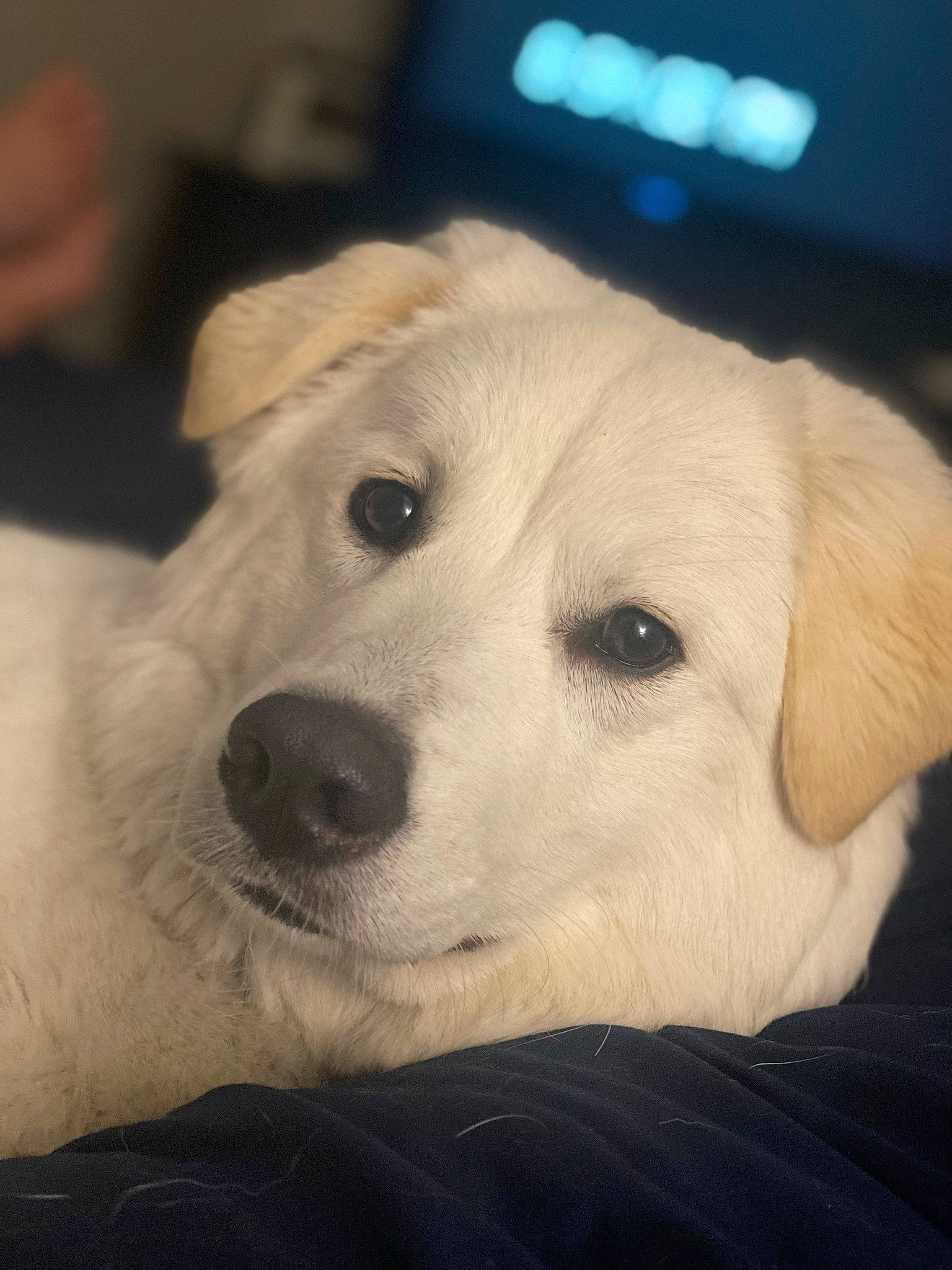 Belle is registered to the contest to win money with this photo: canidae, carnivore, companion_dog, dog, dog_breed, ear, fawn, fur, non_sporting_group, retriever, selfie, sporting_group, street_dog, terrestrial_animal, whiskers, working_animal