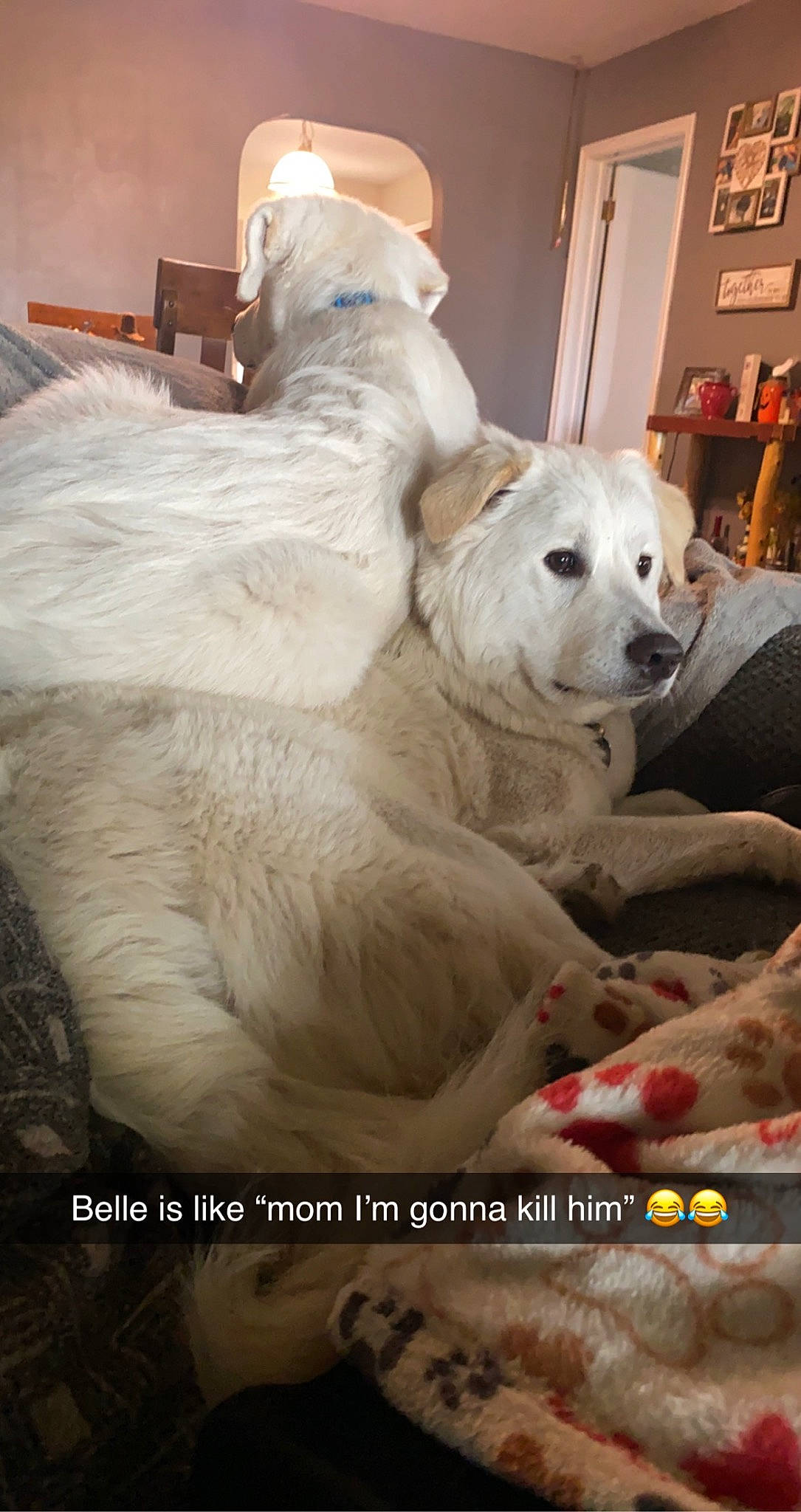 Belle is registered to the contest to win money with this photo: canidae, carnivore, collar, companion_dog, dog, dog_breed, dog_supply, fawn, flooring, fur, great_pyrenees, livestock_guardian_dog, non_sporting_group, photo_caption, polish_tatra_sheepdog, slovak_cuvac, sporting_group, tire, working_animal