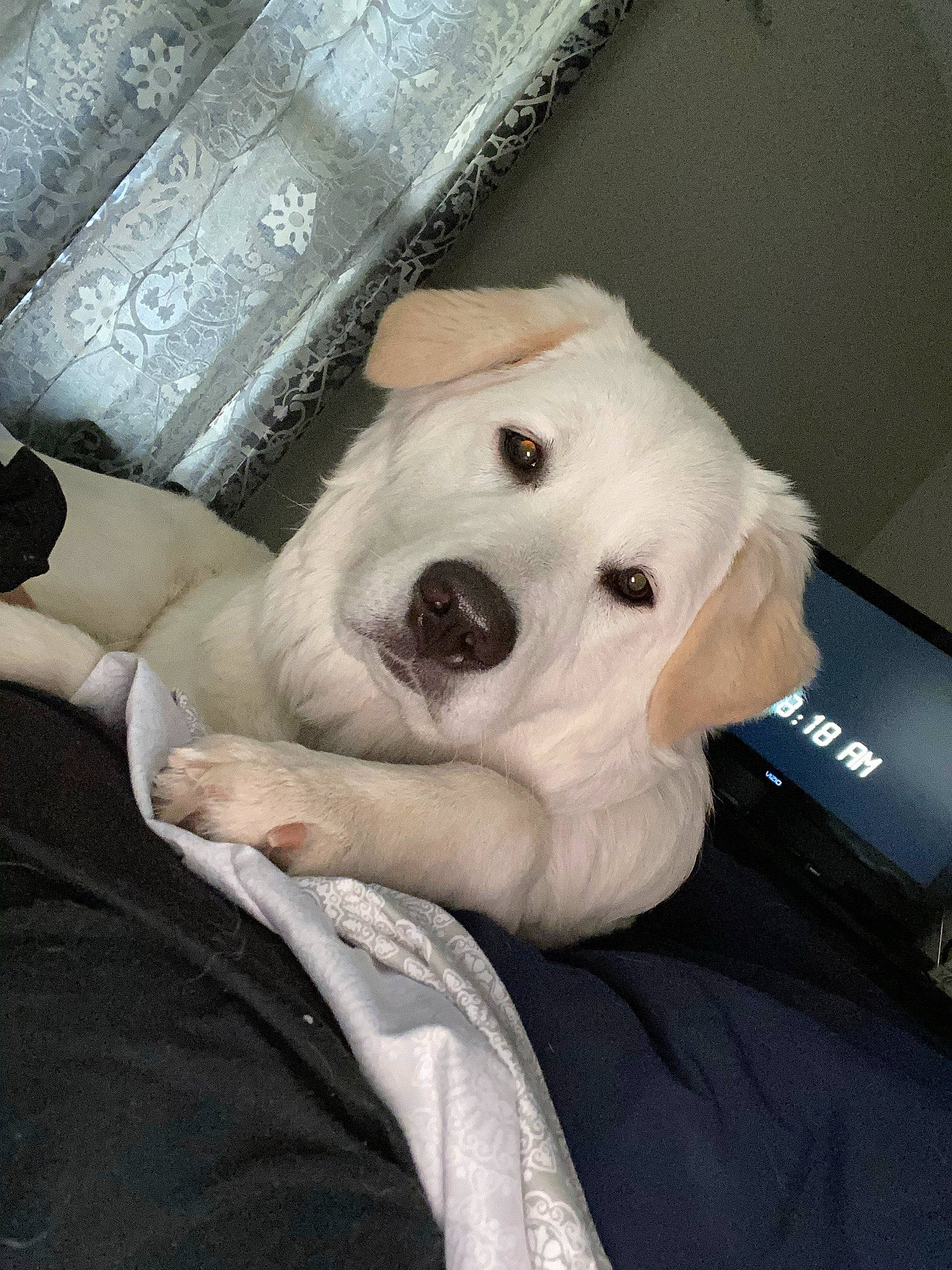 Belle is registered to the contest to win money with this photo: ball, canidae, carnivore, comfort, companion_dog, couch, dog, dog_breed, fawn, fur, linens, non_sporting_group, plush, room, snout, sporting_group, stuffed_toy, toy, whiskers, working_animal