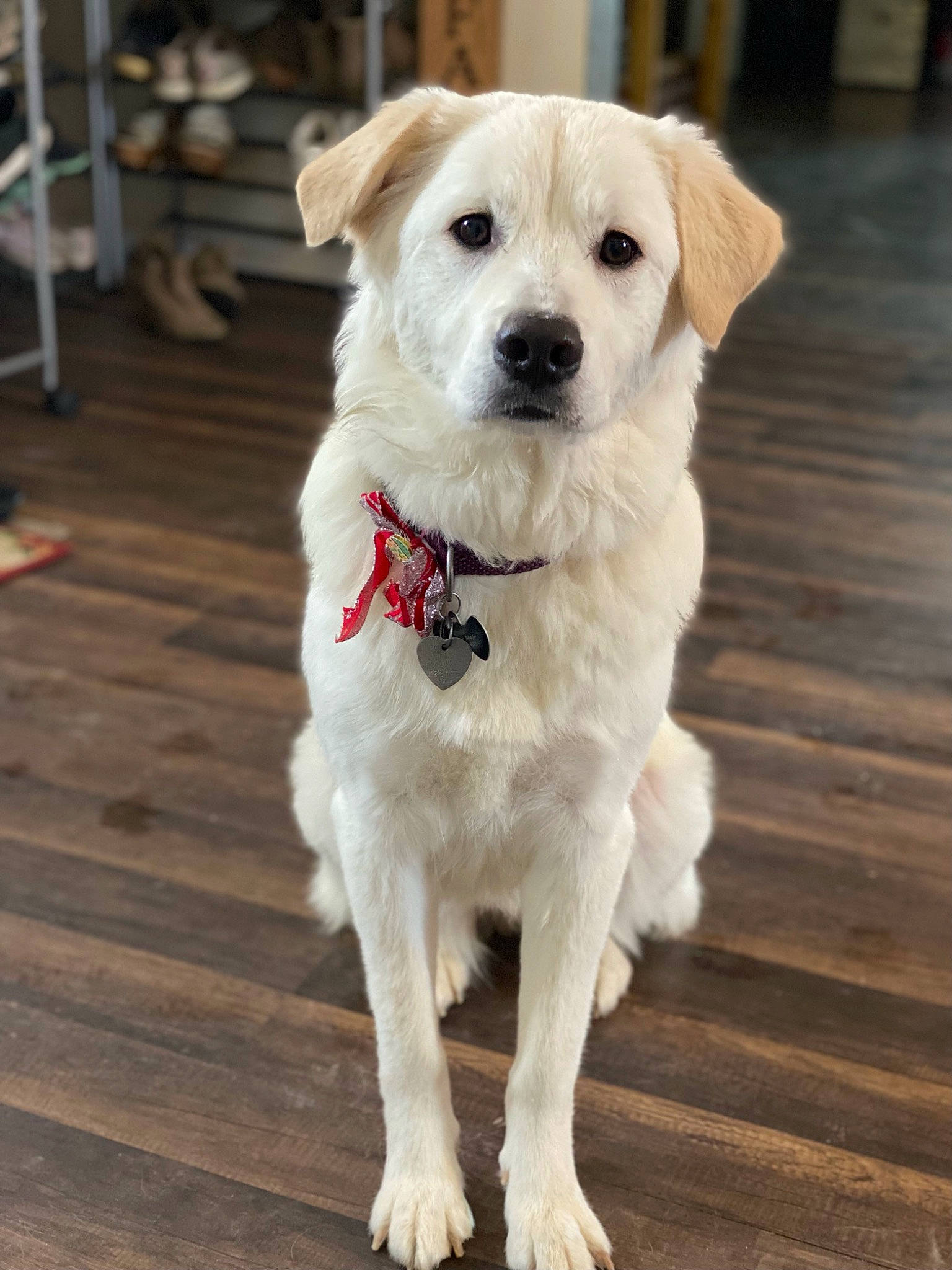 Belle is registered to the contest to win money with this photo: carnivore, collar, companion_dog, dog, dog_breed, dog_collar, dog_supply, fashion_accessory, fawn, flooring, fur, hardwood, pet_supply, small_greek_domestic_dog, sporting_group, whiskers, wood, wood_flooring, wood_stain, working_animal