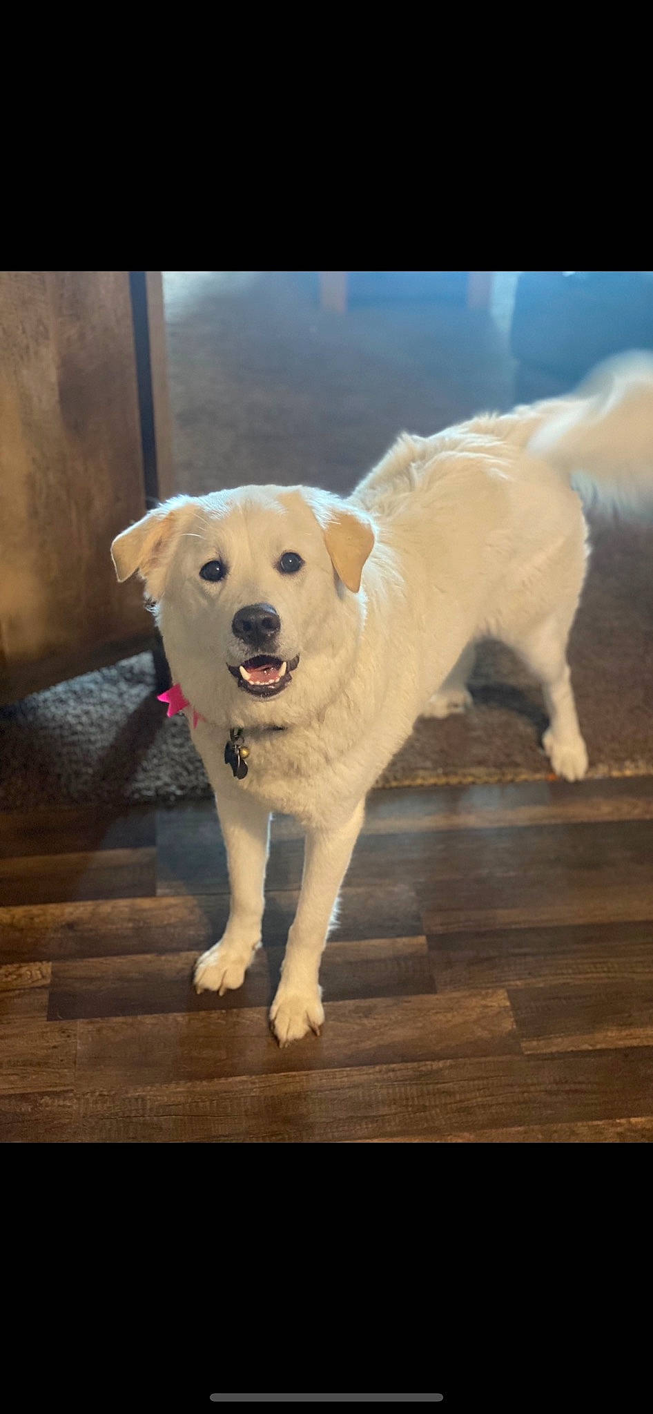 Belle is registered to the contest to win money with this photo: canidae, carnivore, companion_dog, dog, dog_breed, dog_collar, fawn, floor, flooring, fur, hardwood, labrador_retriever, paw, pet_supply, retriever, snout, sporting_group, tail, wood, working_animal