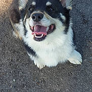 Volka a rejoint le concours — aidez-le/la à gagner de superbes lots ! dog, corgi, pet, smiling, tongue_out, sitting, outdoor, asphalt, sunlight, shadow, fur, ears, cute, happy, animal, canine, mammal, closeup, portrait, friendly