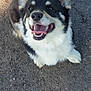dog, corgi, pet, smiling, tongue_out, sitting, outdoor, asphalt, sunlight, shadow, fur, ears, cute, happy, animal, canine, mammal, closeup, portrait, friendly