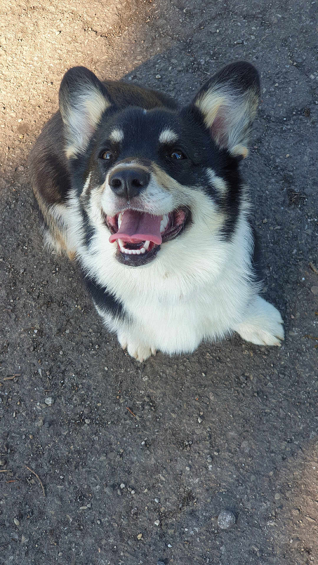 Volka a rejoint le concours — aidez-le/la à gagner de superbes lots ! dog, corgi, pet, smiling, tongue_out, sitting, outdoor, asphalt, sunlight, shadow, fur, ears, cute, happy, animal, canine, mammal, closeup, portrait, friendly