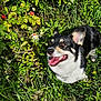 Volka a rejoint le concours — aidez-le/la à gagner de superbes lots ! dog, black_and_white, happy, smiling, grass, greenery, flowers, daisies, berries, outdoor, sunlight, nature, pet, animal, canine, garden, fur, ears, tongue, playful