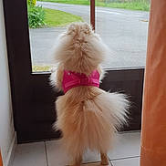 Lily-Rose a rejoint le concours — aidez-le/la à gagner de superbes lots ! animal, back_view, curtain, daylight, dog, door_handle, fluffy, furry, glass_door, greenery, house, indoor, keychain, pet, pink_harness, road, standing, tile_floor, waiting, window