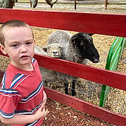 Jacob joined the competition — help win amazing prizes! child, boy, sheep, fence, outdoor, farm, animal, curious, red_fence, nature, grass, wood, portrait, daylight, casual_clothing, young, petting_zoo, livestock, expression, standing