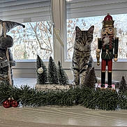 Loulou a rejoint le concours — aidez-le/la à gagner de superbes lots ! animal, cat, christmas, curious, cute, decoration, feline, festive, garland, holiday_decorations, indoor, kitten, miniature_trees, nutcracker, pet, santa_figurine, still_life, tabby, window, windowsill