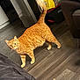 Simba is registered to the contest to win money with this photo: cat, orange_tabby, pet, indoor, floor, furniture, curious, alert, tail_up, wooden_floor, home, domestic_cat, animal, mammal, whiskers, ears, four_legs, standing, looking, eyes_wide