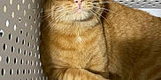 Simba is registered to the contest to win money with this photo: cat, orange_tabby, pet, animal, curious, inside, plastic_basket, white, holes, paw, fur, whiskers, ears, eyes, looking_up, indoor, closeup, cute, feline, domestic_cat