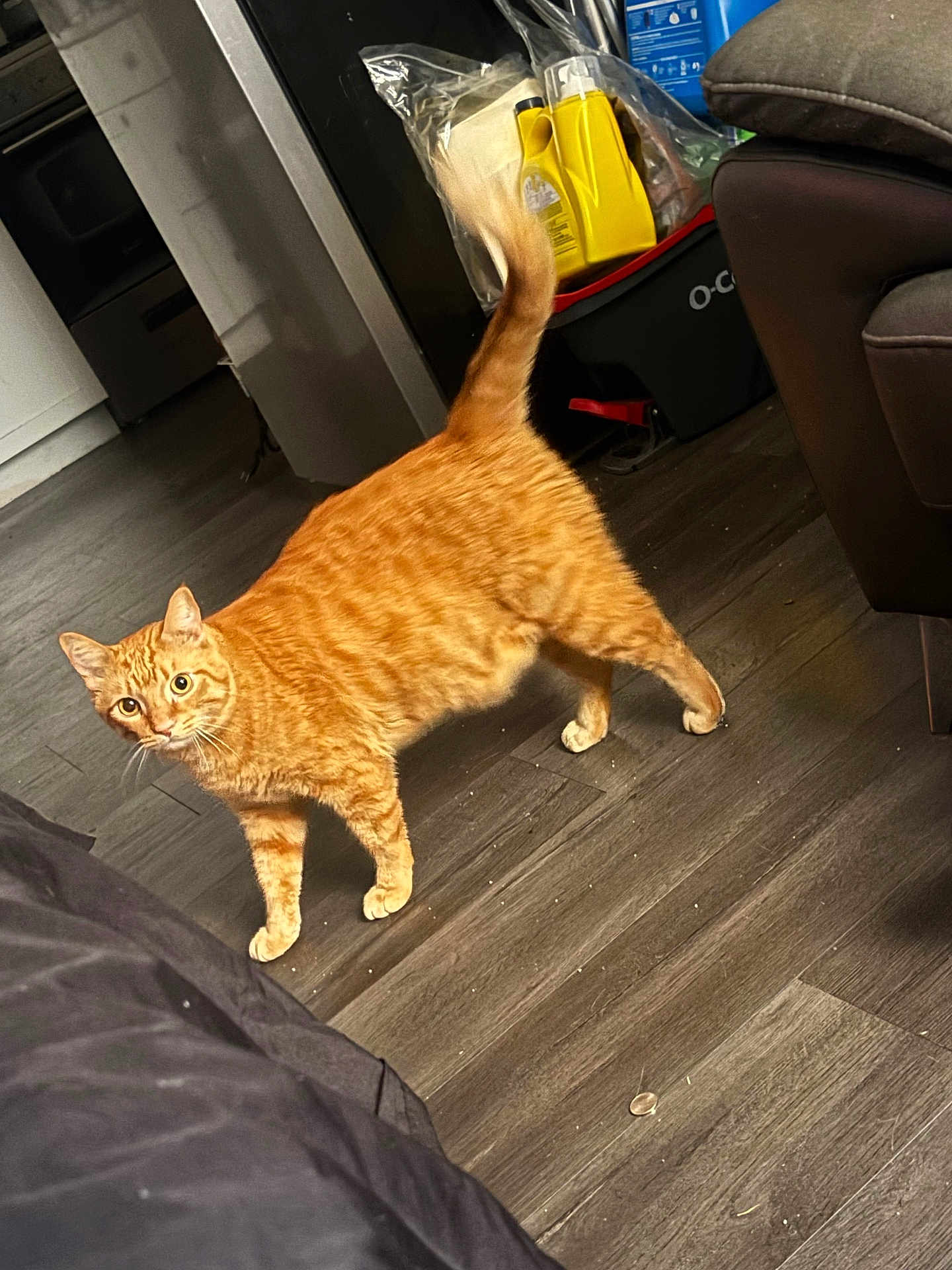 Simba is registered to the contest to win money with this photo: cat, orange_tabby, pet, indoor, floor, furniture, curious, alert, tail_up, wooden_floor, home, domestic_cat, animal, mammal, whiskers, ears, four_legs, standing, looking, eyes_wide