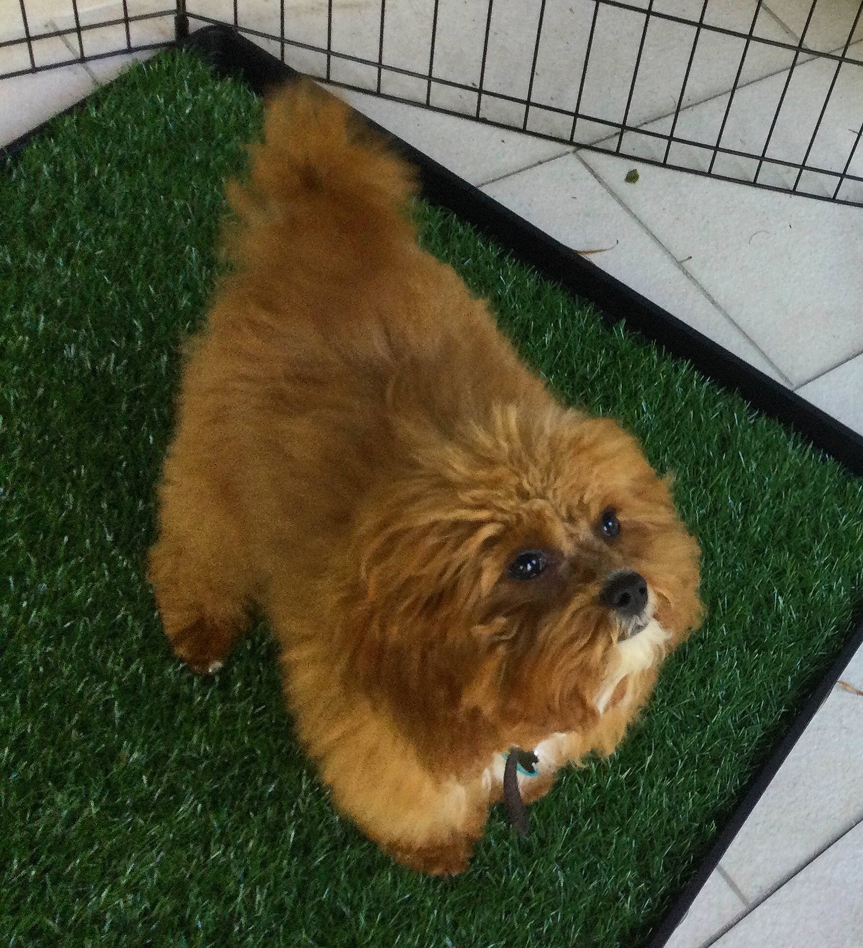 Waffle is registered to the contest to win money with this photo: canidae, carnivore, companion_dog, dog, dog_breed, fawn, flooring, fur, grass, liver, maltepoo, non_sporting_group, puppy, small_terrier, sporting_group, terrestrial_animal, terrier, toy_dog, whiskers, working_animal