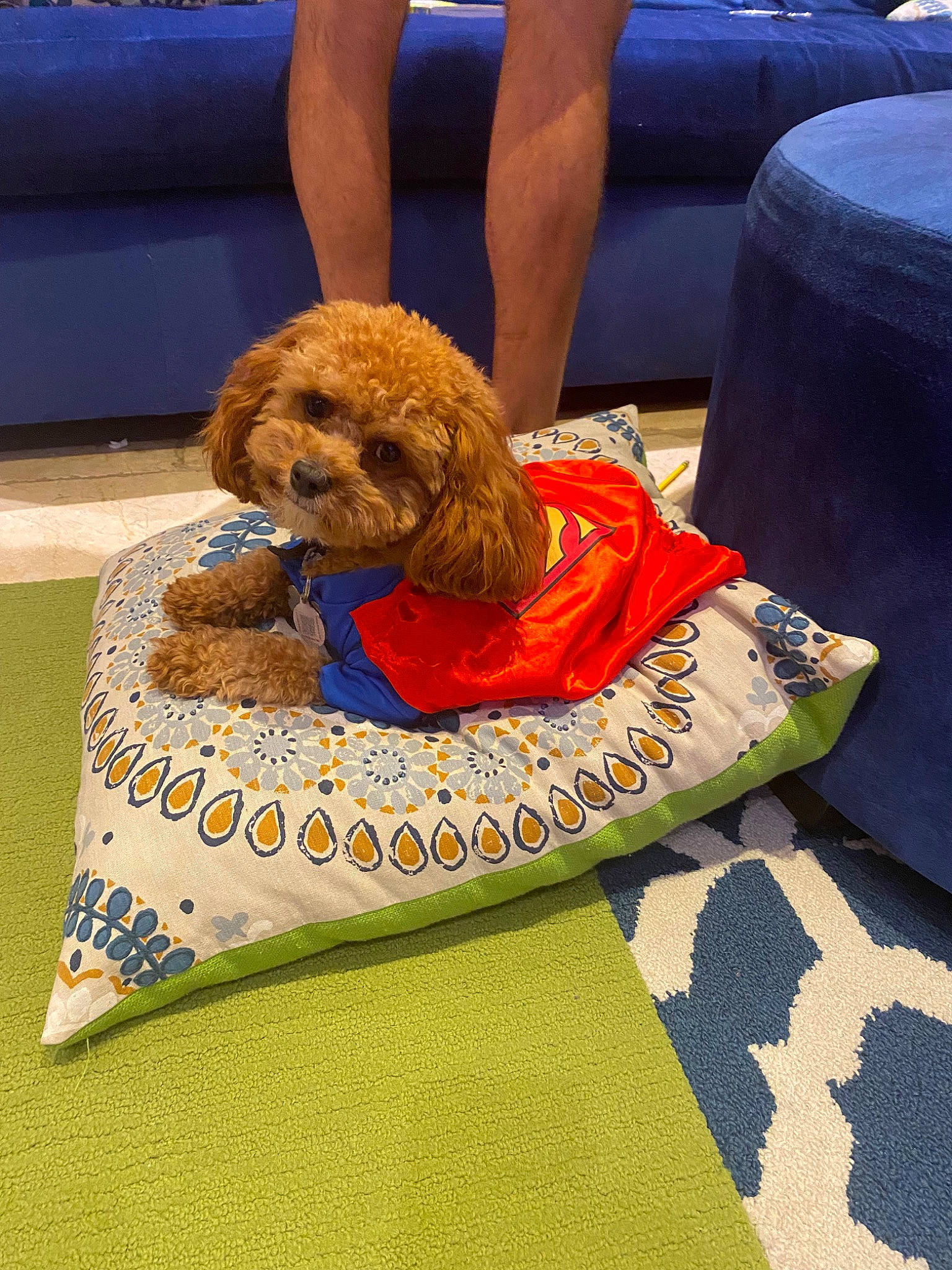 Waffle is registered to the contest to win money with this photo: blue, canidae, carnivore, companion_dog, dog, dog_breed, dog_clothes, dog_supply, flooring, fur, pet_supply, poodle, shorts, sporting_group, terrier, toy, toy_dog, water_dog, working_animal, yorkipoo