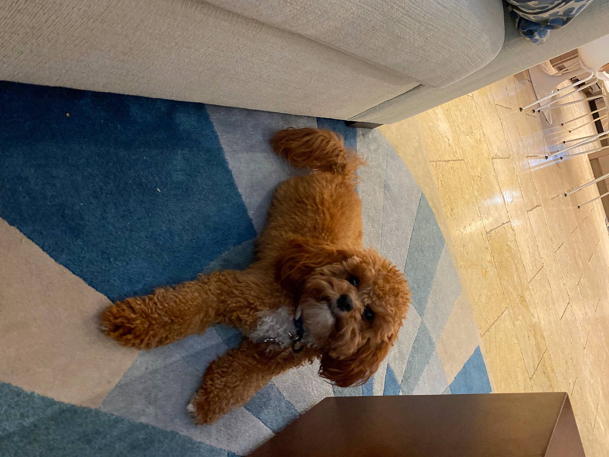 Waffle joined the competition — help win amazing prizes! artifact, bear, brown_bear, canidae, companion_dog, dog_breed, fawn, floor, flooring, fur, room, snout, sporting_group, stuffed_toy, tail, teddy_bear, toy, wood