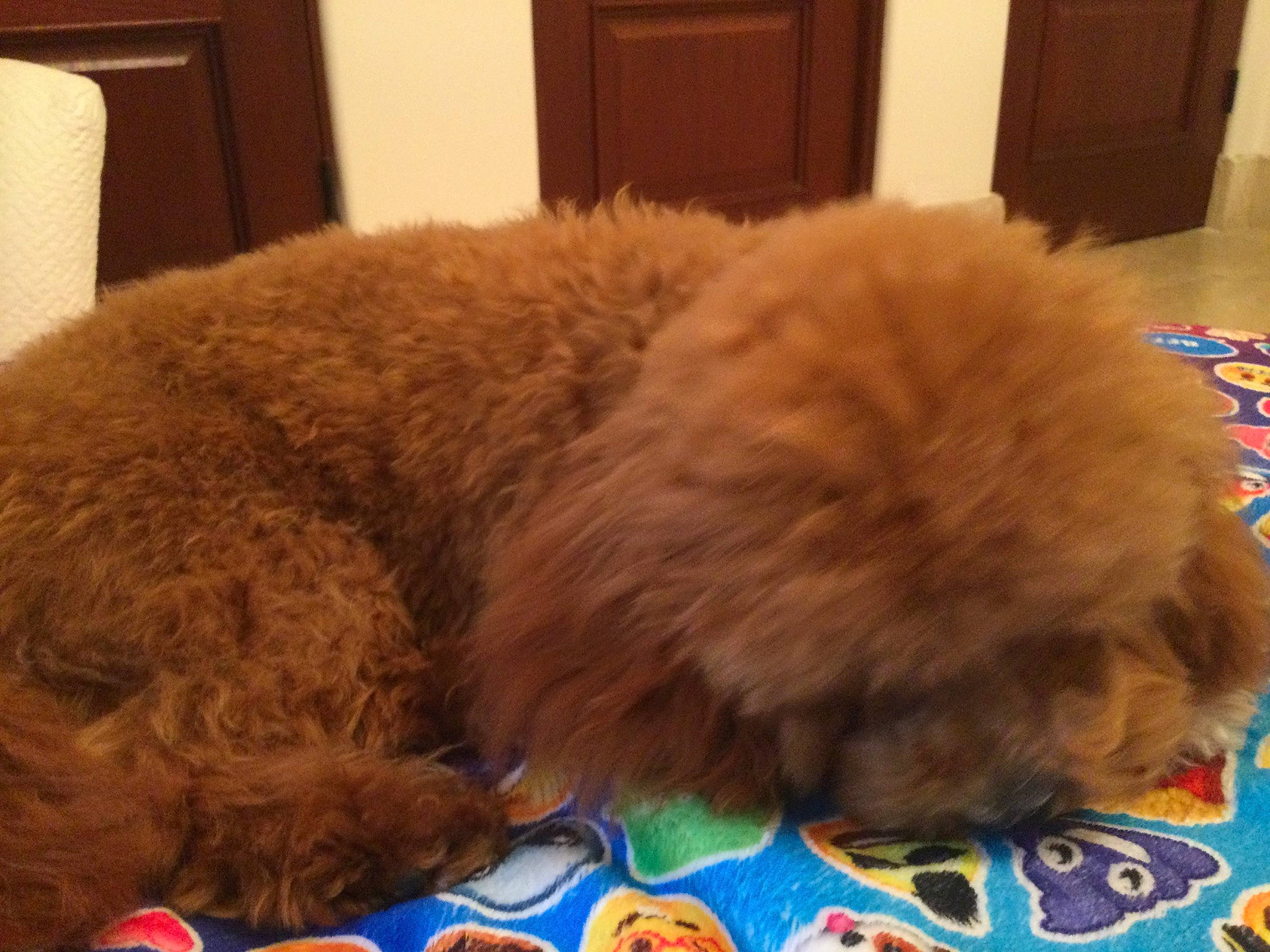 Waffle is registered to the contest to win money with this photo: carnivore, comfort, companion_dog, dog, dog_breed, dog_supply, fawn, felidae, fur, liver, nap, pet_supply, small_to_medium_sized_cats, sporting_group, tail, terrier, toy_dog, water_dog, whiskers, working_animal