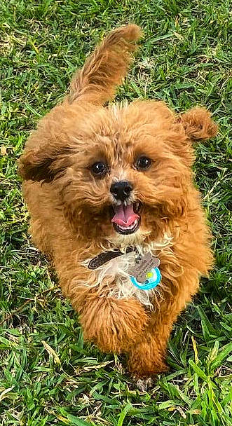 Waffle is registered to the contest to win money with this photo: canidae, carnivore, companion_dog, dog, dog_breed, dog_collar, fashion_accessory, fawn, fur, grass, liver, small_terrier, snout, sporting_group, terrestrial_animal, terrier, toy_dog, water_dog, whiskers, working_animal