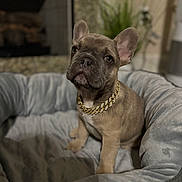 Bode joined the competition — help win amazing prizes! french_bulldog, puppy, dog, pet_bed, gold_chain, indoor, cozy, plush, portrait, animal, cute, sitting, looking_at_camera, home, fur, ears, adorable, young, domestic_animal, brown