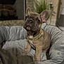 french_bulldog, puppy, dog, pet_bed, gold_chain, indoor, cozy, plush, portrait, animal, cute, sitting, looking_at_camera, home, fur, ears, adorable, young, domestic_animal, brown