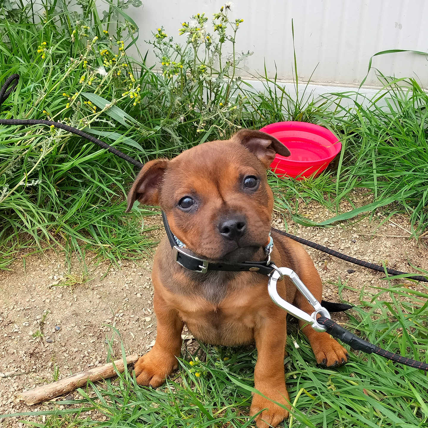 Vaiana a rejoint le concours — aidez-le/la à gagner de superbes lots ! accessories, animal, canine, dog, flower, grass, herbal, herbs, hound, leash, nature, outdoors, pet, plant, pottedplant, puppy, soil, strap, summer, vegetation