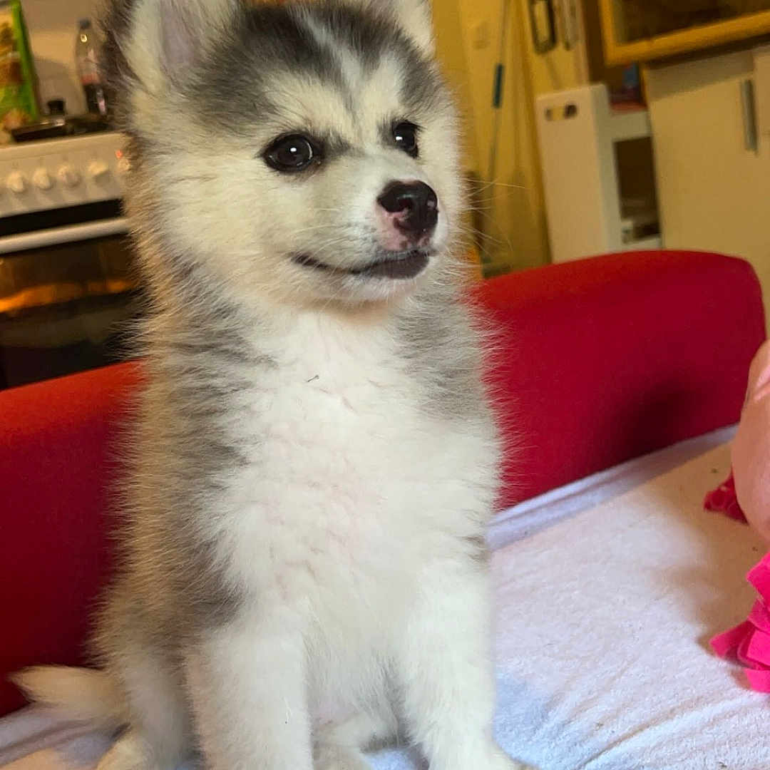 Yana a rejoint le concours — aidez-le/la à gagner de superbes lots ! animal, architecture, bed, bedroom, building, canine, cockerspaniel, couch, dog, eskimodog, furniture, husky, indoors, interiordesign, livingroom, papillon, pet, puppy, room, whitedog