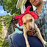 puppy, dog, pet, animal, pink_hat, sun_hat, being_held, person, people, outdoor, backyard, house, doorway, greenery, tree, vines, blue_sky, portrait, leash, phone