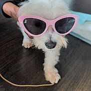 Dior is registered to the contest to win money with this photo: animal, background, black_nose, cute, dark_floor, dog, fashion, fluffy, funny, indoors, long_fur, person, pet, pink_sunglasses, portrait, small_dog, standing, sunglasses, white_fur, wooden_floor