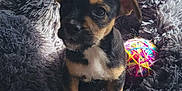 Soka participe au concours pour gagner de l'argent avec cette photo : puppy, dog, pet, fluffy_bed, toy, yarn_ball, indoor, cute, small_dog, black_and_tan, fur, ears, sunlight, cozy, animal, young, companion, adorable, sitting, closeup