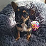 puppy, dog, pet, fluffy_bed, toy, yarn_ball, indoor, cute, small_dog, black_and_tan, fur, ears, sunlight, cozy, animal, young, companion, adorable, sitting, closeup