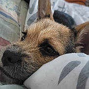 Soka a rejoint le concours — aidez-le/la à gagner de superbes lots ! dog, close_up, sleepy, blanket, cozy, fur, pet, resting, indoor, cute, animal, snuggle, brown, black, ears, face, nuzzle, comfort, soft, relax