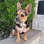 Soka a rejoint le concours — aidez-le/la à gagner de superbes lots ! dog, puppy, ears, pink_collar, paw_tag, outdoor, greenery, bushes, stone_ledge, curious, small_dog, pet, fur, brown_and_black, alert, animal, front_paws, sitting, daylight, nature