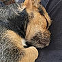 Soka a rejoint le concours — aidez-le/la à gagner de superbes lots ! dog, sleeping, lap, fur, indoor, closeup, pet, resting, cozy, canine, paw, ear, snout, relaxation, human, clothing, fabric, blurred_background, comfort, domestic