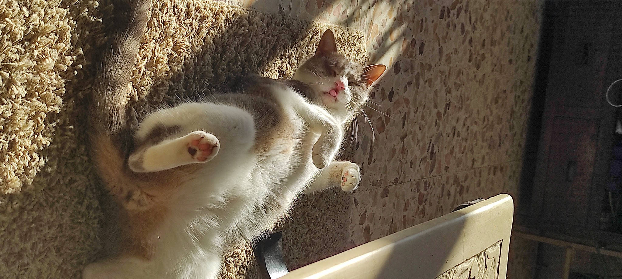 Mallow participe au concours pour gagner de l'argent avec cette photo : carnivore, cat, claw, domestic_short_haired_cat, fawn, felidae, fur, grass, metal, paw, photo_caption, plant, sitting, small_to_medium_sized_cats, snout, tail, tree, whiskers, wood