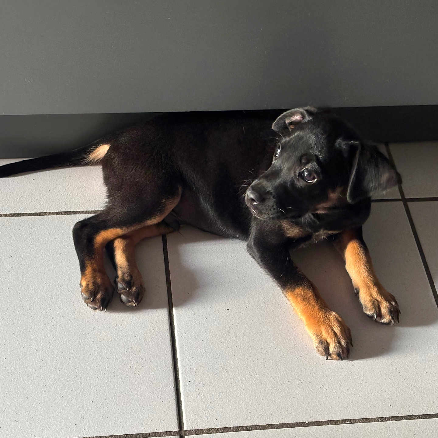 Ace a rejoint le concours — aidez-le/la à gagner de superbes lots ! adorable, animal, black, companion, curious, cute, dog, domestic, ears, floor, fur, indoor, laying, looking, paw, pet, puppy, tan, tile, young