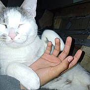 Bob is registered to the contest to win money with this photo: affection, animal, cat, close_up, companion, content, cozy, cute, feline, friendship, gray_patches, hand, hugging, human_hand, indoor, paw, pet, resting, sleepy, white_cat