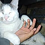 affection, animal, cat, close_up, companion, content, cozy, cute, feline, friendship, gray_patches, hand, hugging, human_hand, indoor, paw, pet, resting, sleepy, white_cat