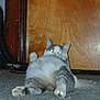 Bob is registered to the contest to win money with this photo: animal, carpet, cat, chubby, cute, door, ears, eyes, feline, floor, fluffy, funny, indoor, lying_down, paws, pet, relaxed, tabby, whiskers, wood