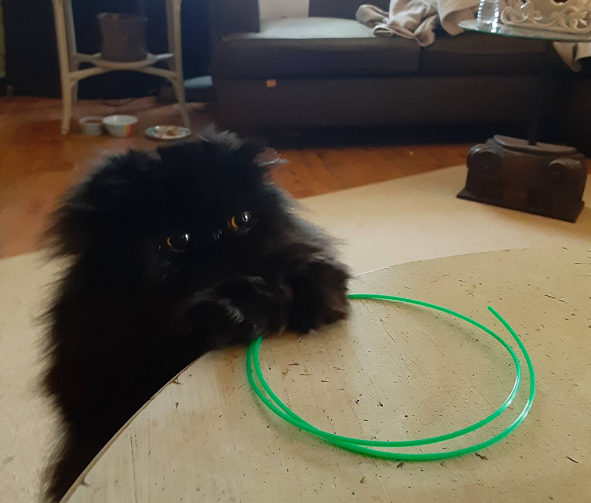 Chloe Rose joined the competition — help win amazing prizes! automotive_tire, blue, carnivore, dog, dog_breed, floor, flooring, green, hairstyle, hardwood, mammal, photograph, room, sporting_group, technology, textile, vertebrate, whiskers, white, yellow