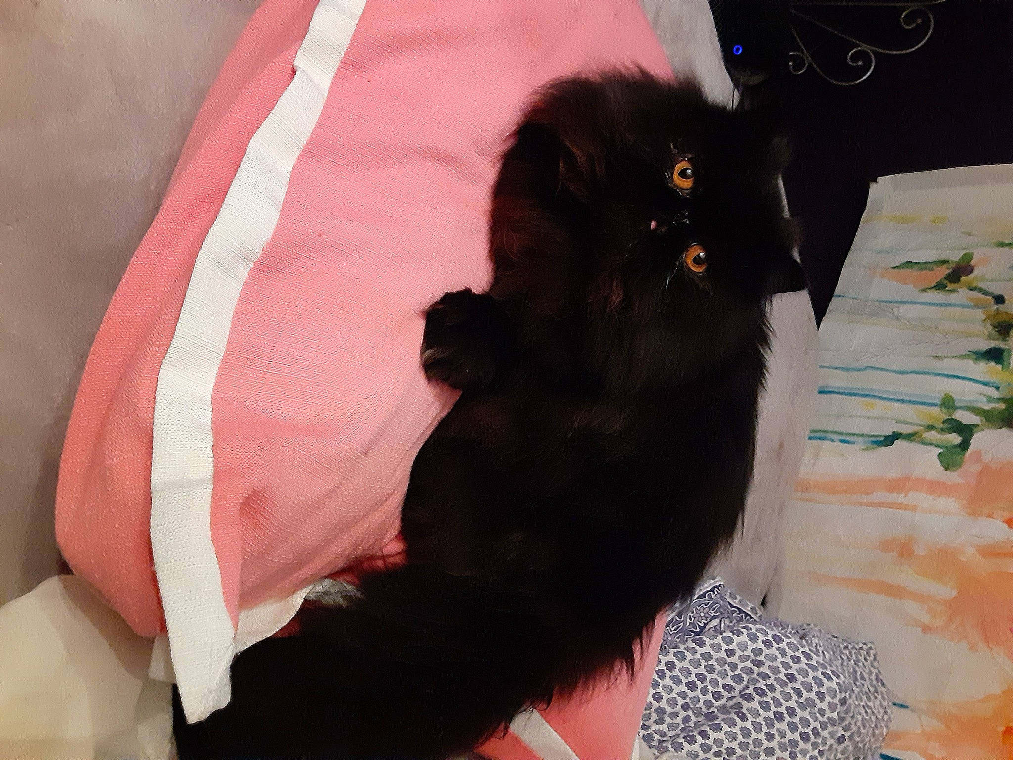 Chloe Rose is registered to the contest to win money with this photo: blue, carnivore, comfort, dog_breed, felidae, finger, green, hairstyle, human, mammal, nap, organism, people, product, shoulder, small_to_medium_sized_cats, sporting_group, textile, vertebrate, yellow