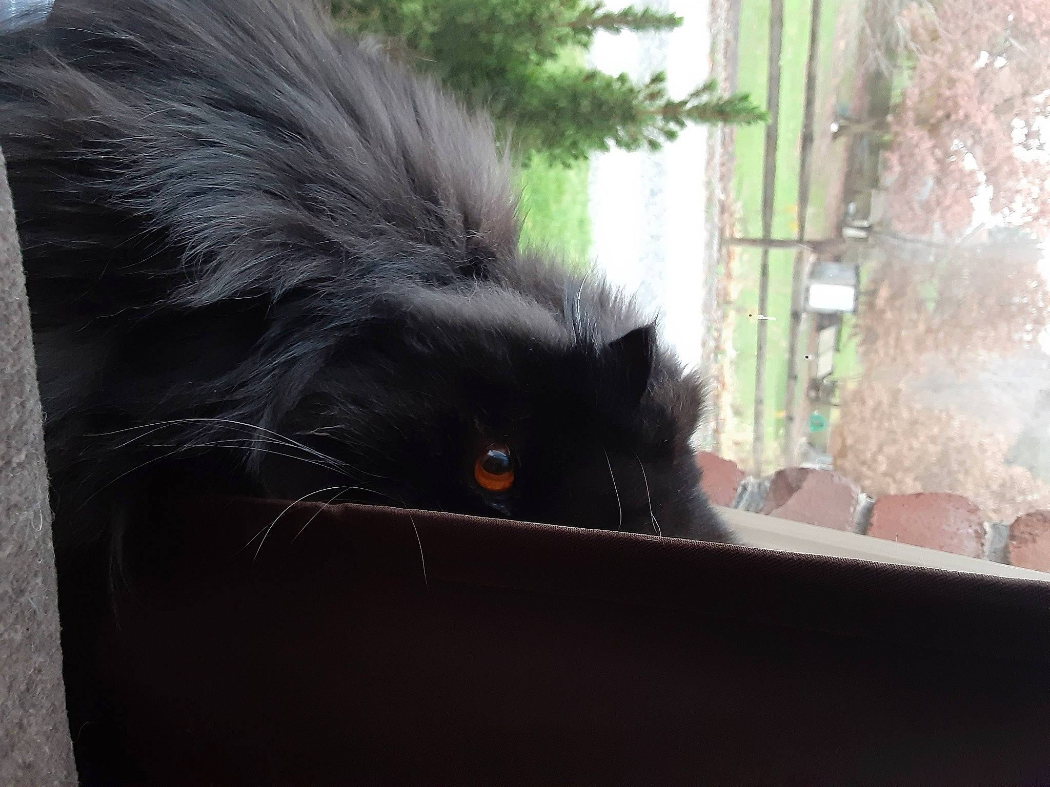 Chloe Rose is registered to the contest to win money with this photo: beauty, botany, dog_breed, facial_expression, green, leaf, light, line, mammal, natural_environment, nature, organism, photograph, snout, terrestrial_animal, textile, vertebrate, whiskers, white, wildlife