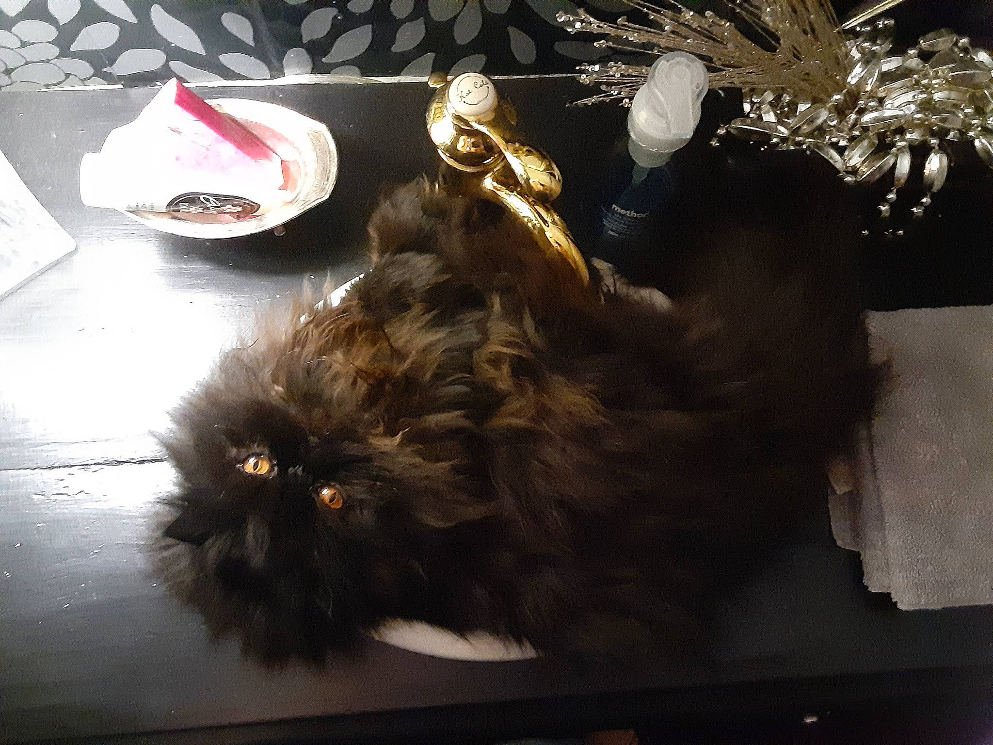 Chloe Rose joined the competition — help win amazing prizes! canidae, carmine, carnivore, cat, claw, companion_dog, dog_breed, event, fashion_accessory, feather, felidae, flooring, fur, hat, liver, small_to_medium_sized_cats, sporting_group, tableware, tail, whiskers