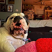 Chorizo joined the competition — help win amazing prizes! animal, blanket, bulldog, ceiling_fan, close_up, companion, couch, cute, dog, domestic, framed_photos, furniture, home_interior, indoor, living_room, pet, portrait, red_cushion, relaxed, tongue_out