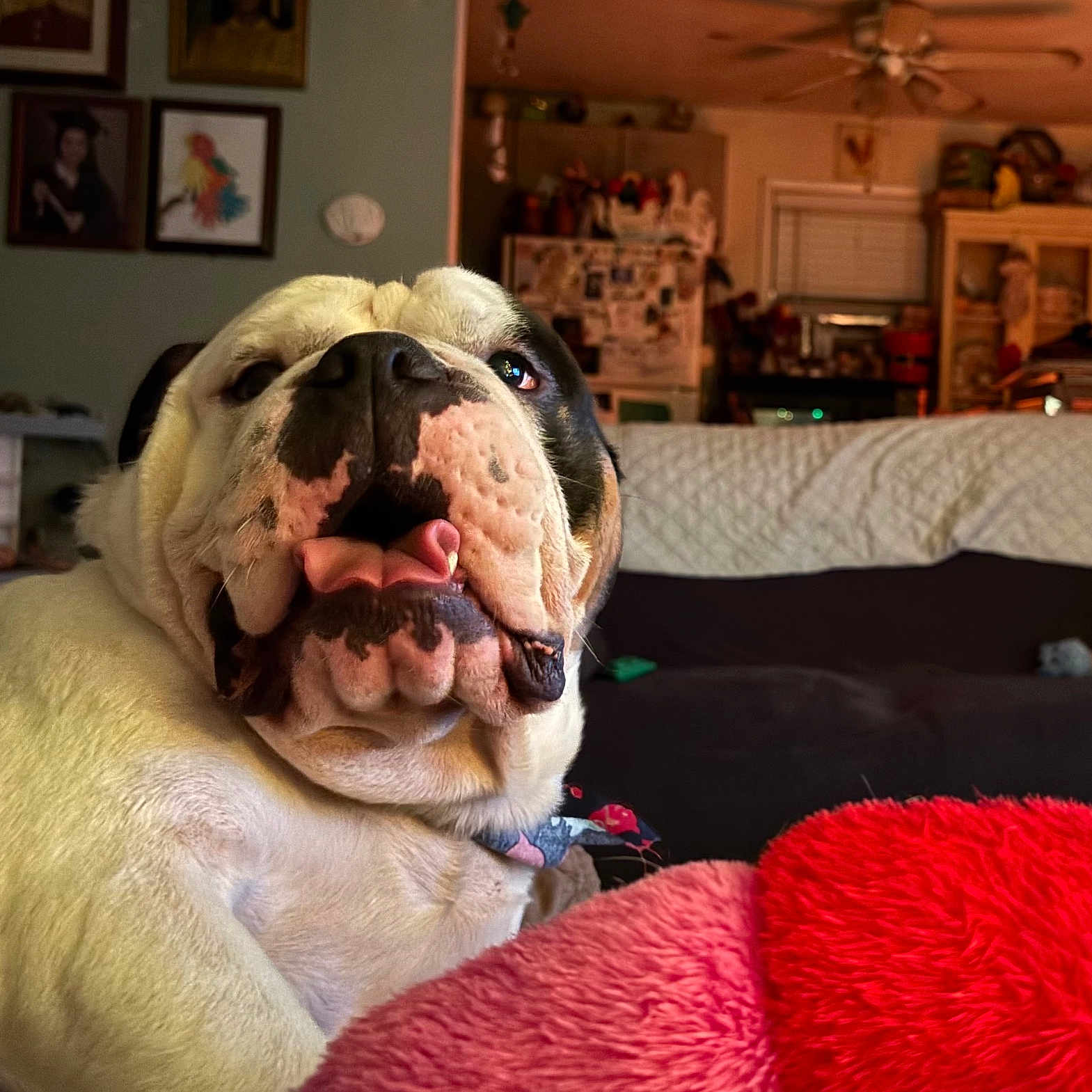 Chorizo joined the competition — help win amazing prizes! animal, blanket, bulldog, ceiling_fan, close_up, companion, couch, cute, dog, domestic, framed_photos, furniture, home_interior, indoor, living_room, pet, portrait, red_cushion, relaxed, tongue_out