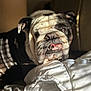 Kobe is registered to the contest to win money with this photo: animal, bed, blanket, bulldog, closeup, cozy, cute, dog, expression, face, furniture, indoor, pet, portrait, resting, shadow, sunlight, teeth, tongue, wrinkles