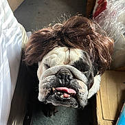 Kobe is registered to the contest to win money with this photo: animal, brown_hair, bulldog, cardboard, carpet, close_up, closed_eyes, cute, dog, domestic, expression, face, floor, funny, indoor, messy, pet, plastic_wrap, tongue_out, wig