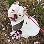 Indica is registered to the contest to win money with this photo: dog, bulldog, white_dog, black_spots, pink_flowers, dry_grass, leash, outdoor, pet, nature, animal, canine, sitting, greenery, floral, close_up, cute, portrait, summer, garden